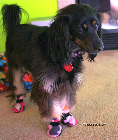 How to Make Dog Boots