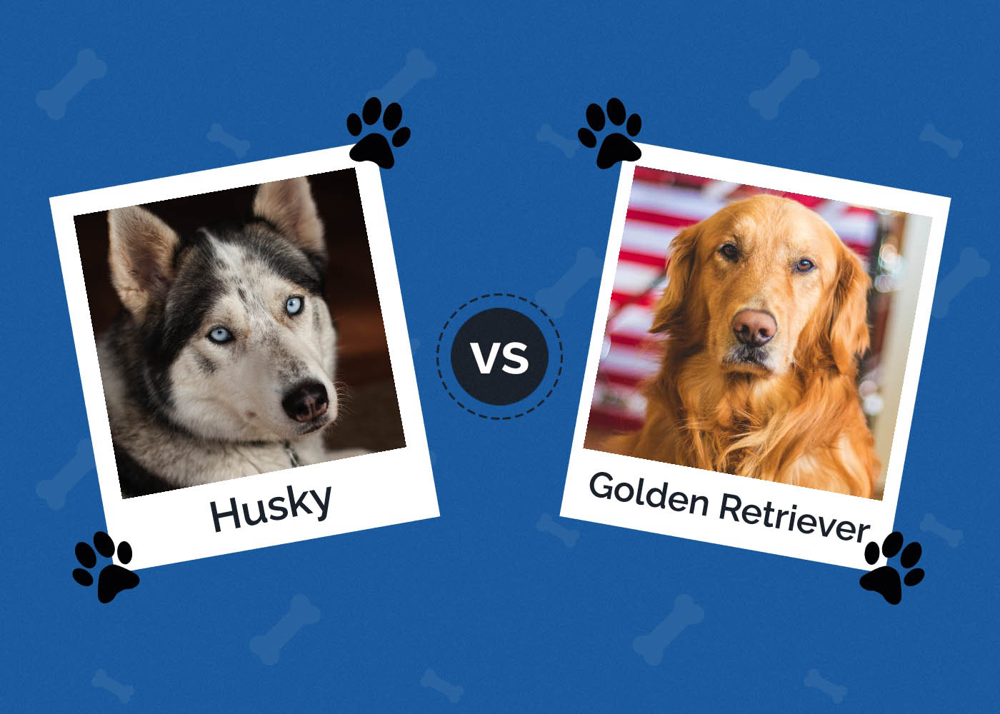 Husky vs Golden Retriever