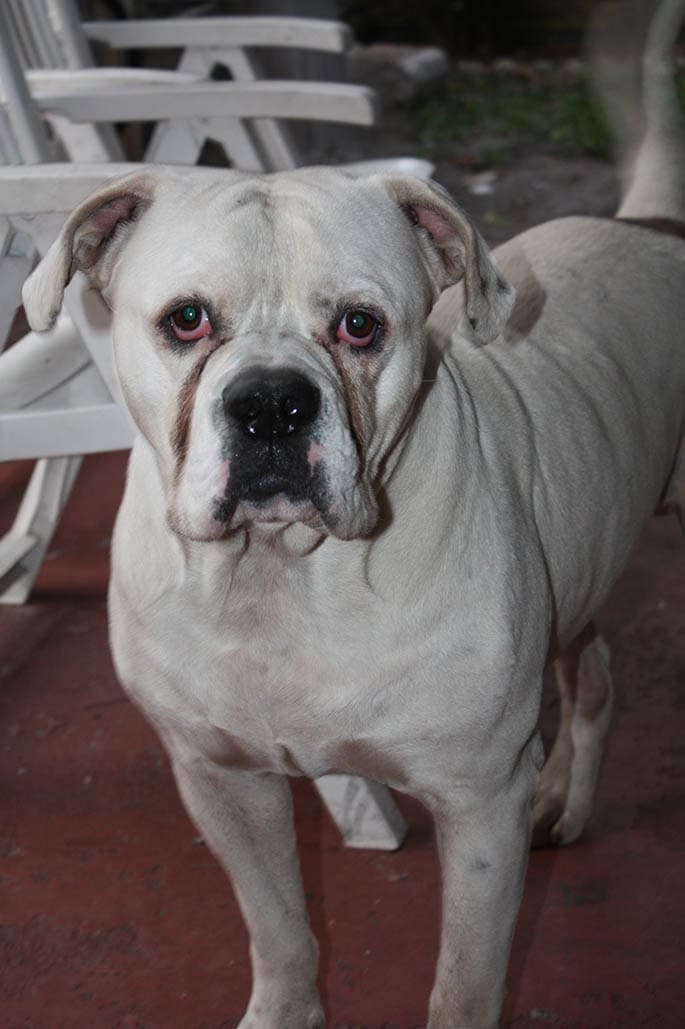 What Is The Difference Between The Johnson And Standard American Bulldog