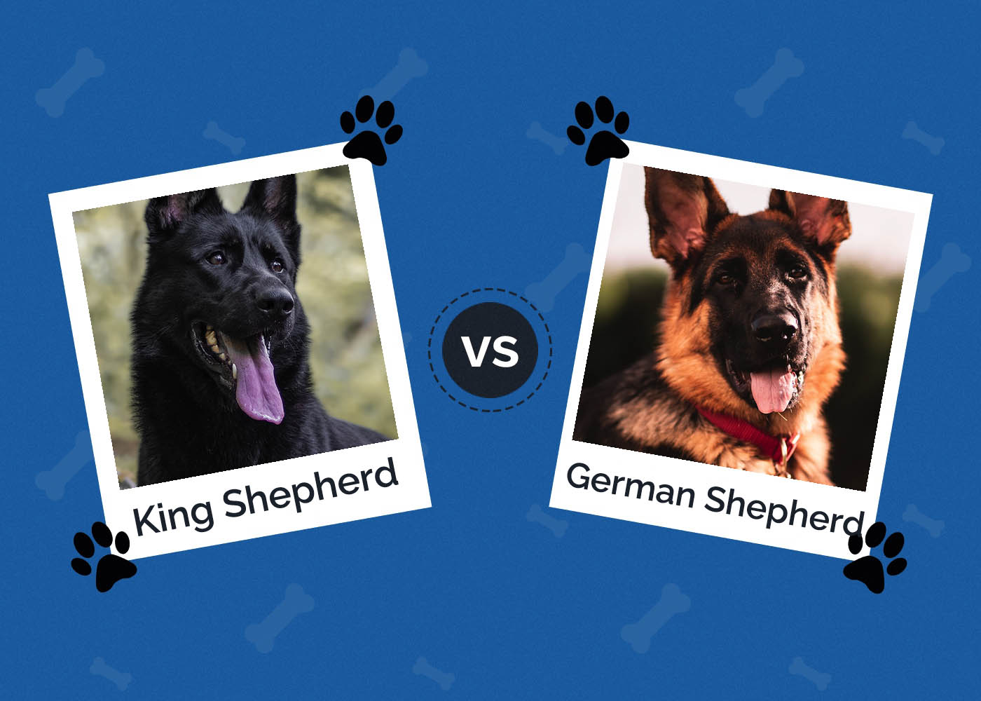 King Shepherd vs German Shepherd