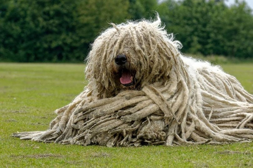 Top 15 Long-Haired Dog Breeds (With Pictures) | Hepper