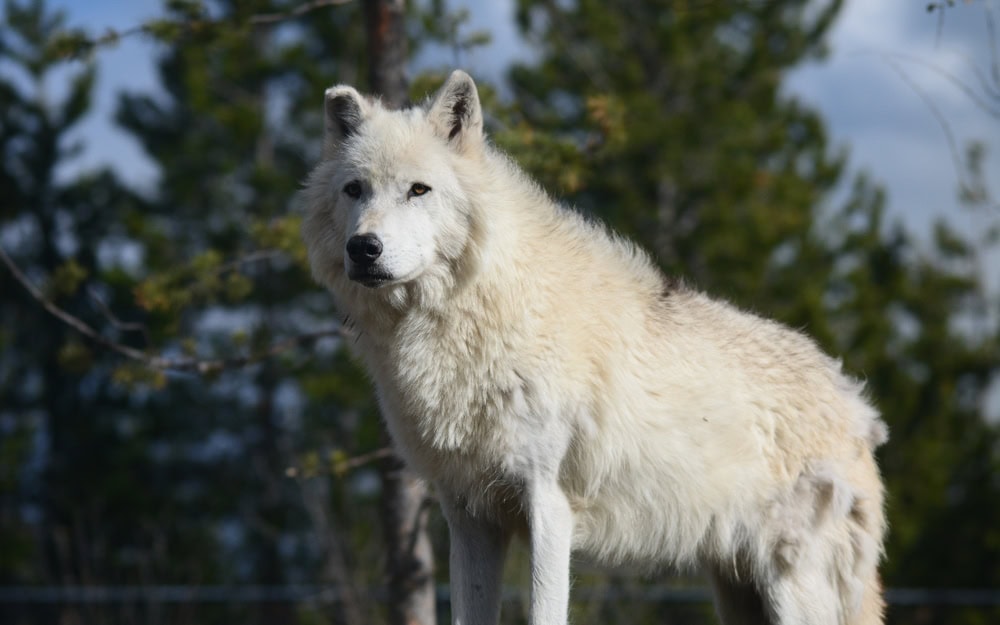 Kuvasz dog in the forest