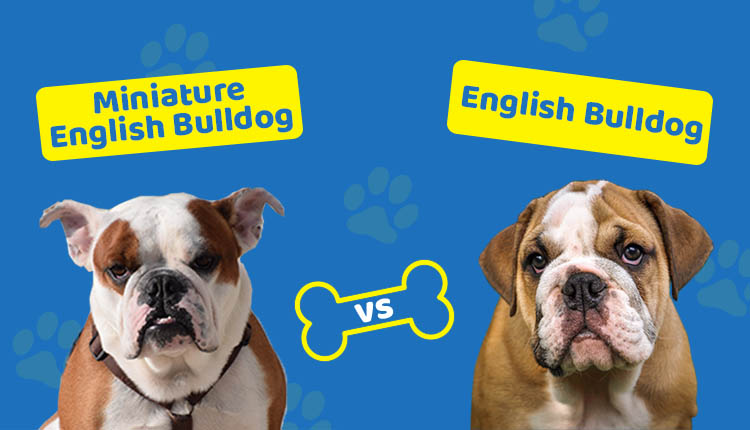 Miniature English Bulldog vs English Bulldog