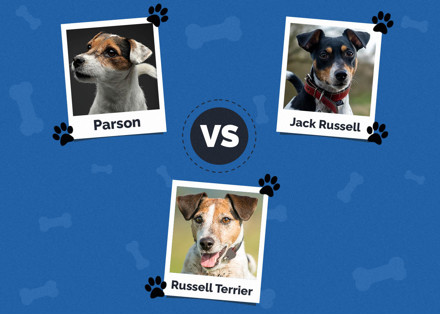 Parson vs Jack Russell vs Russell Terrier