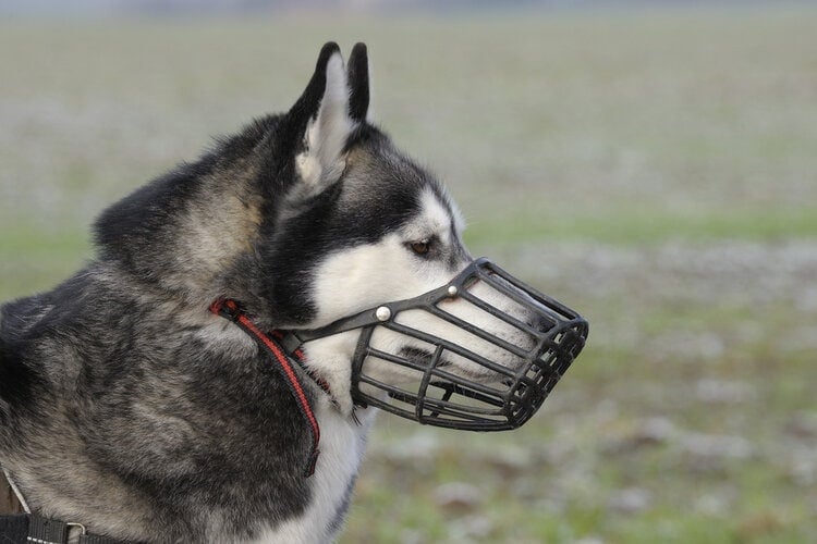 Siberian husky wearing rubber muzzle