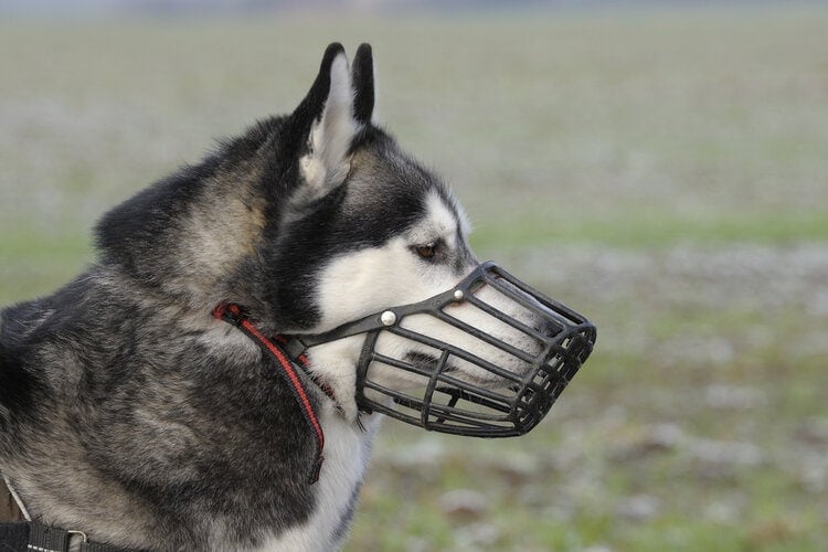 how long can a muzzle stay on a dog