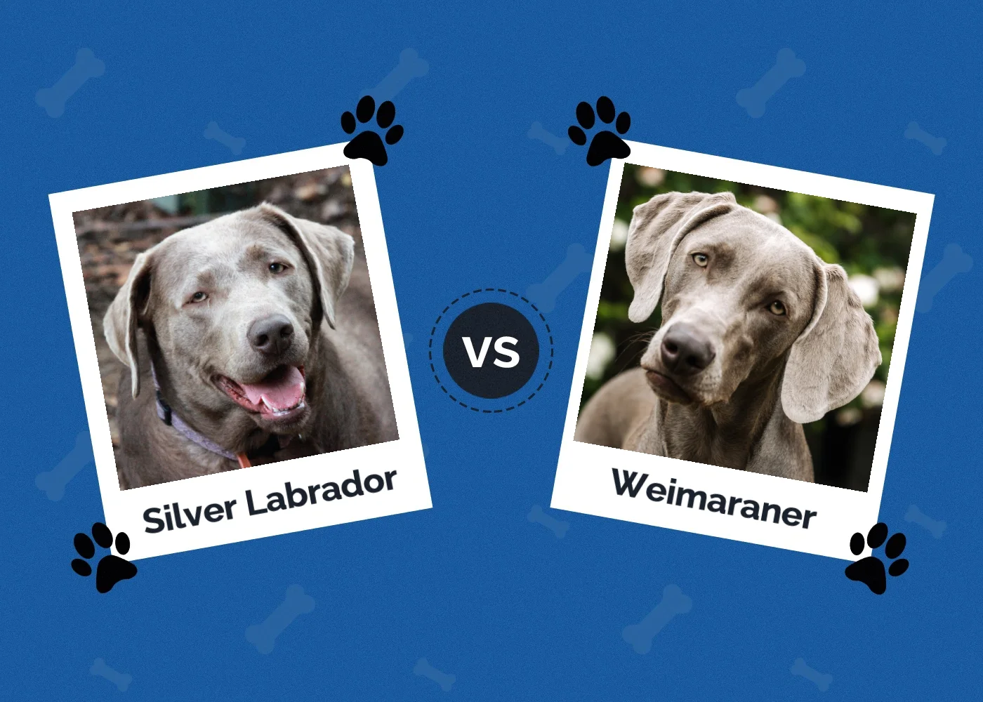 Silver Labrador vs Weimaraner - Featured Image