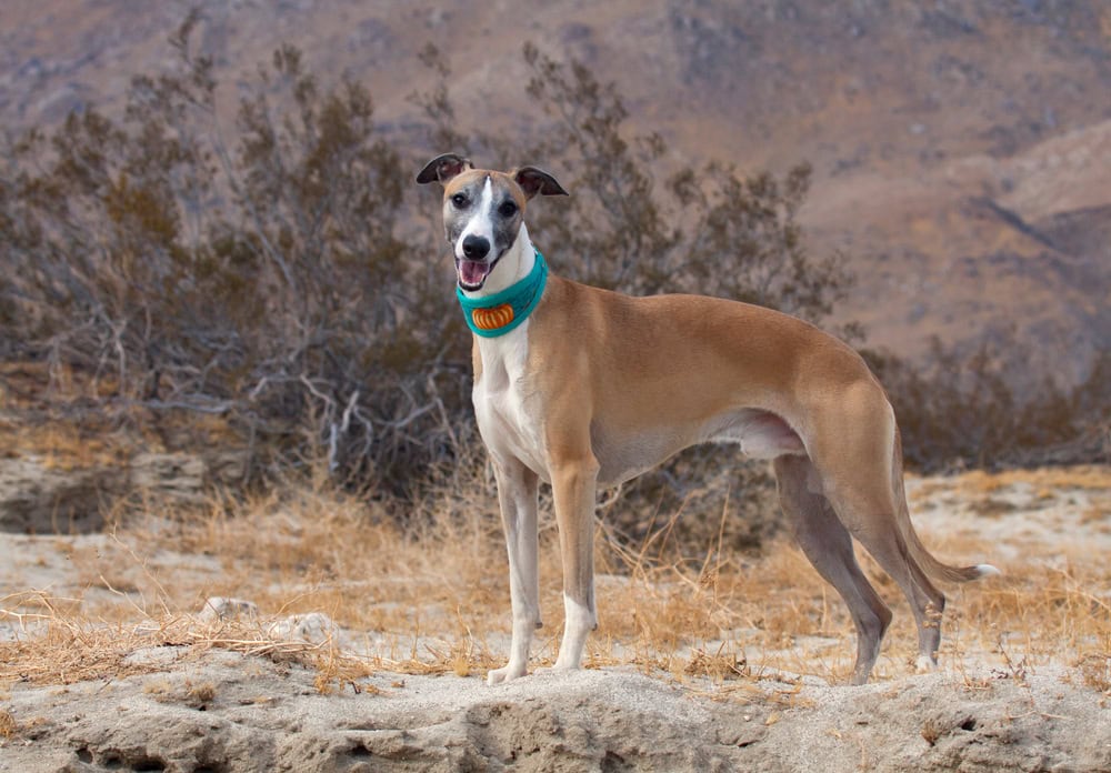 Whippets-in-the-desert