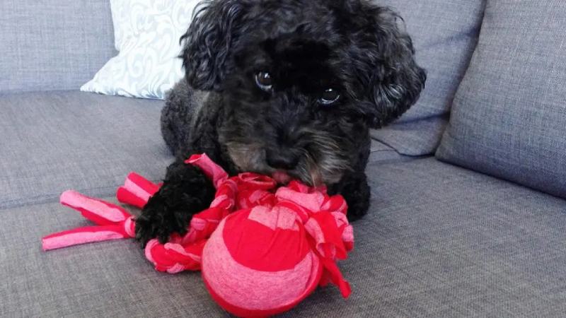 Your dog will love this DIY tug toy