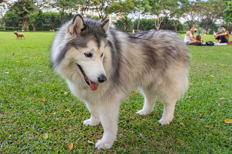 a Giant Alaskan Malamute at the park