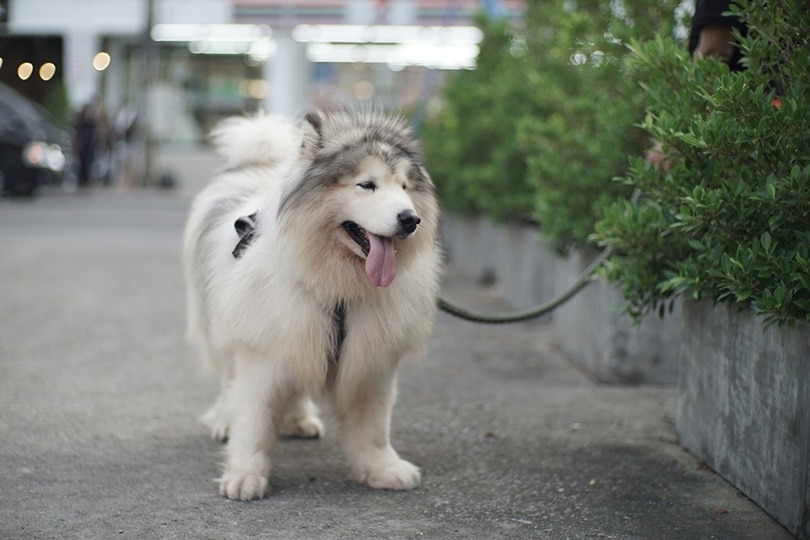 a Giant Alaskan Malamute on the street