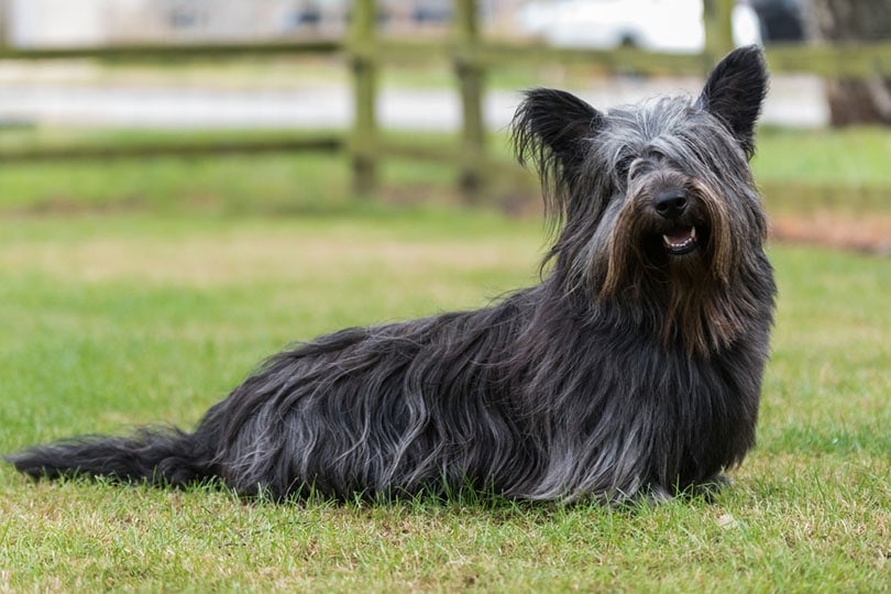 Top 15 Long-Haired Dog Breeds (With Pictures) | Hepper