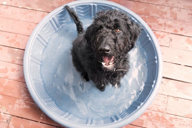 dog in kid pool