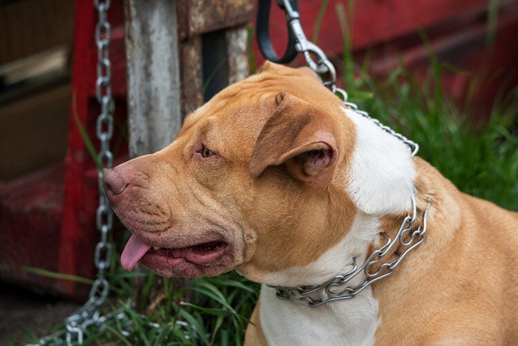 brown dog with choke collar on