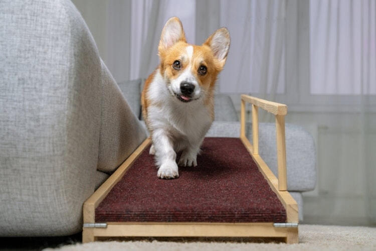 welsh corgi puppy on dog ramp