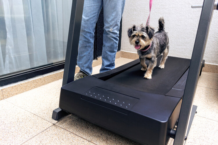 dog exercising on treadmill