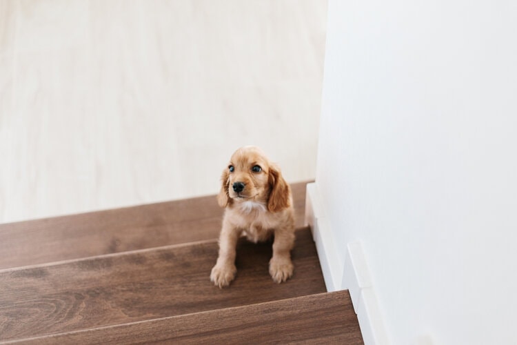 english cocker spaniel puppy on stairs