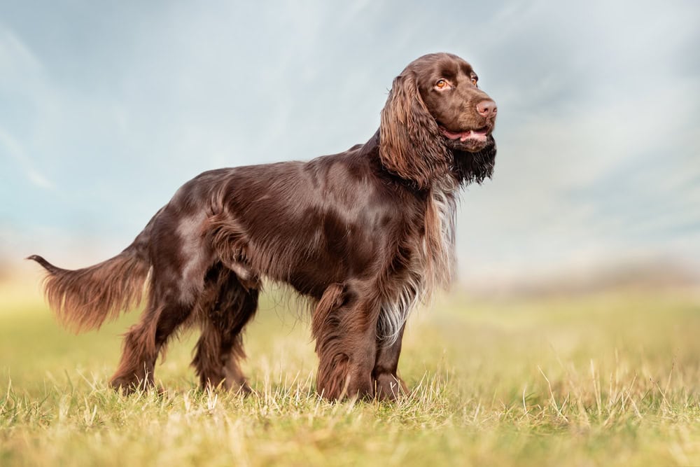 field-spaniel-in-open-air