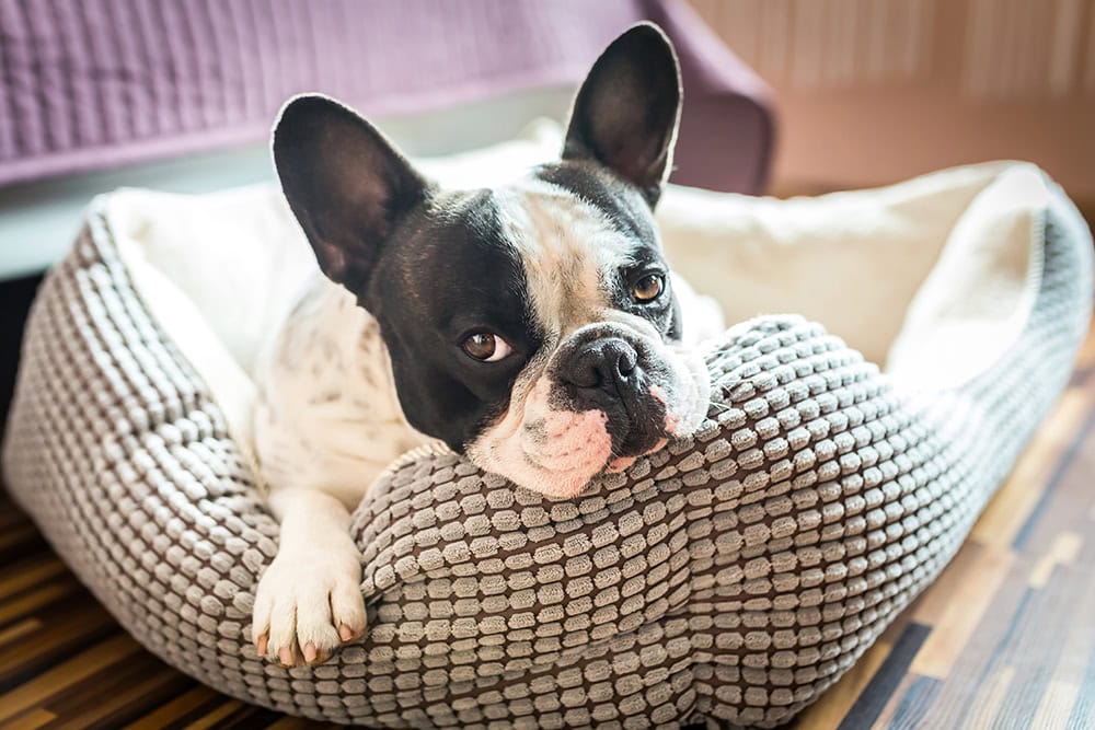 french bulldog lying comfortably in bed
