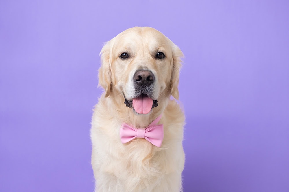 golden retriever dog wearing pink bow tie