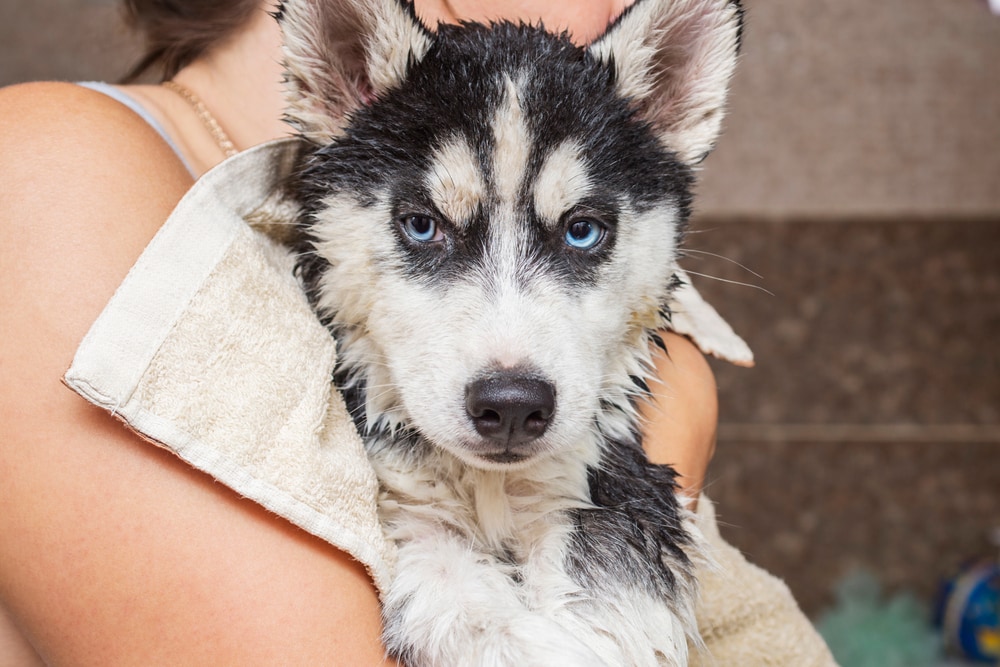 husky in a bath towel