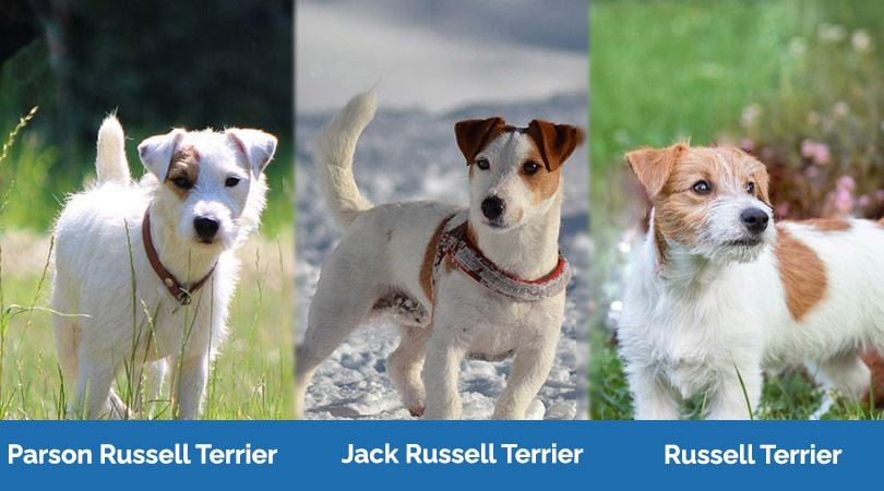 Jack Russell Terrier Coat Types Jack Russell Pure Pet Food Jack Russell Terrier Coat Types Jack Russell Pure Pet Food