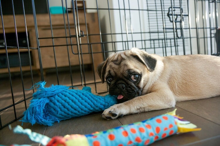 puppy pug in playpen chewing toy crate