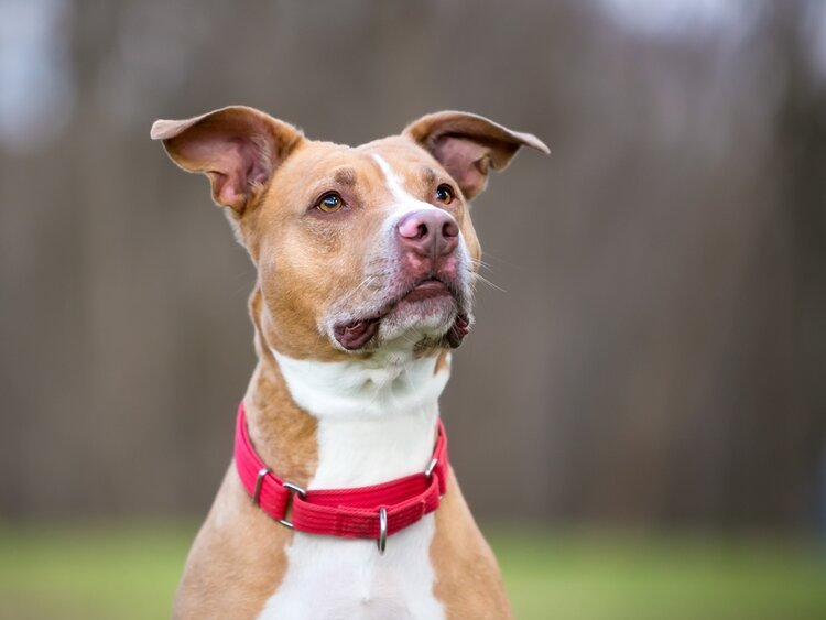 martingale dog collar