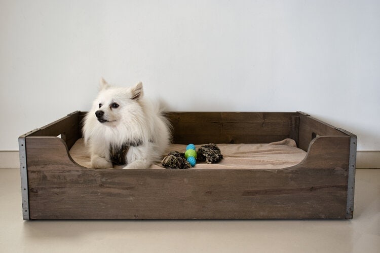 white dog in wood dog bed