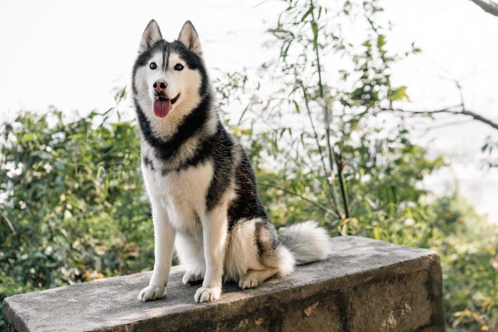 siberian husky dog