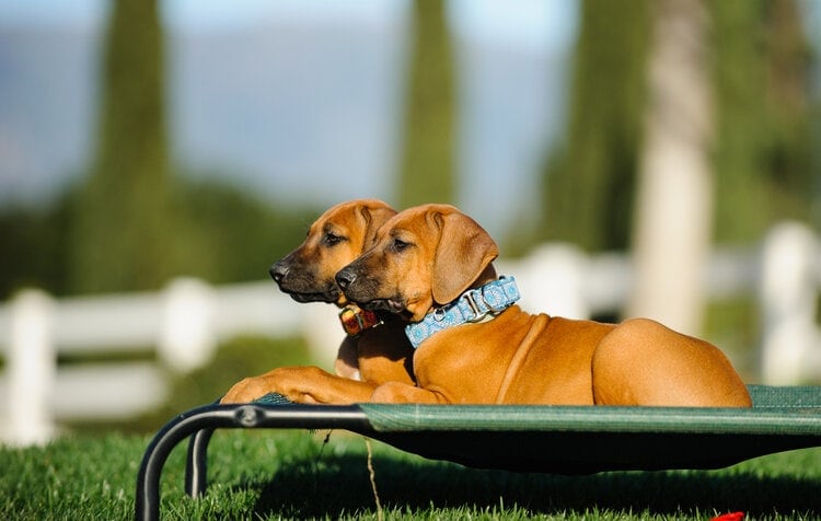 hai con chó lông xù rhodesian trên giường lớn