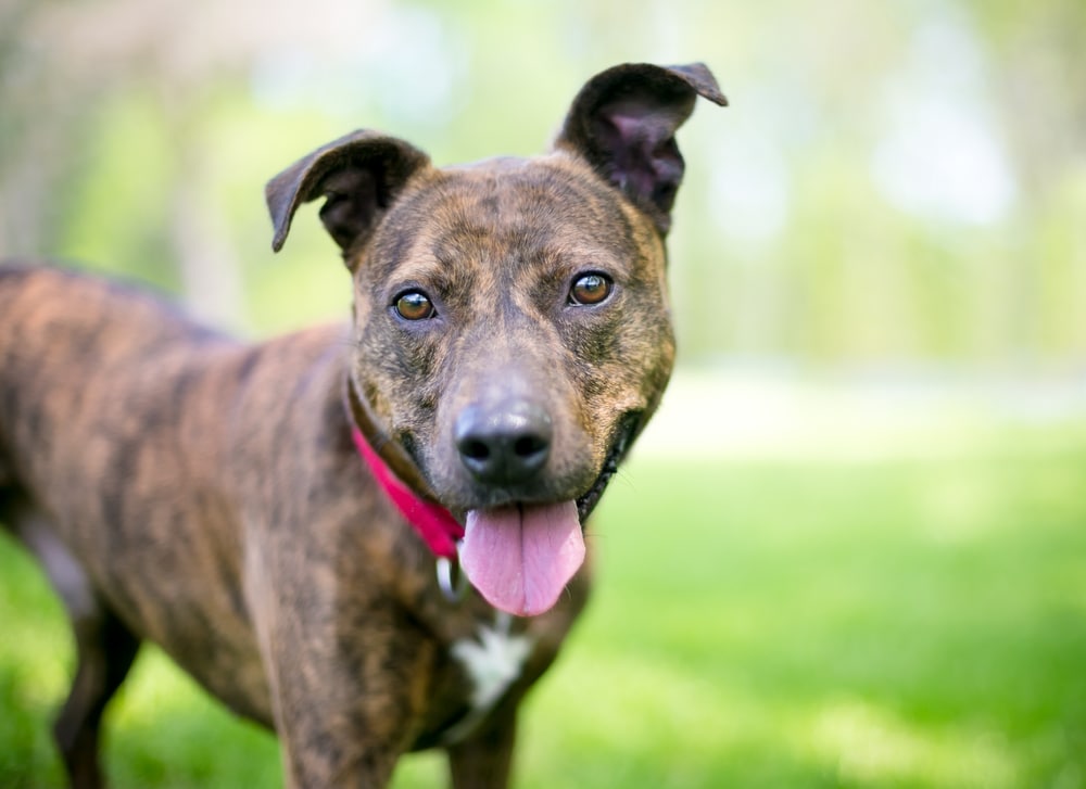 A brindle dog