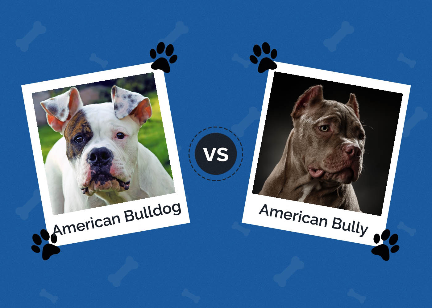 American Bulldog vs American Bully