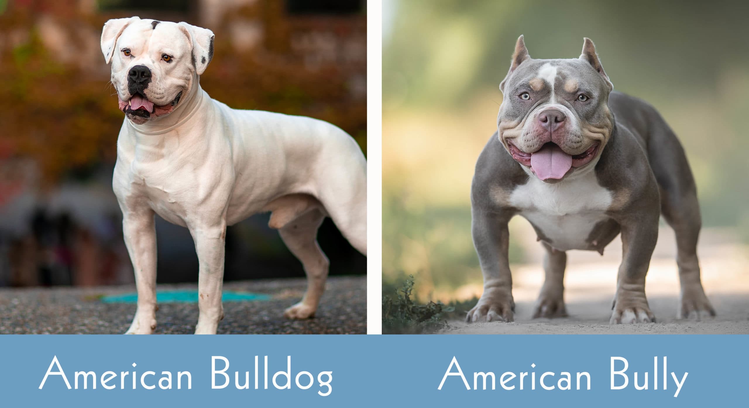 American Bulldog vs American Bully side by side