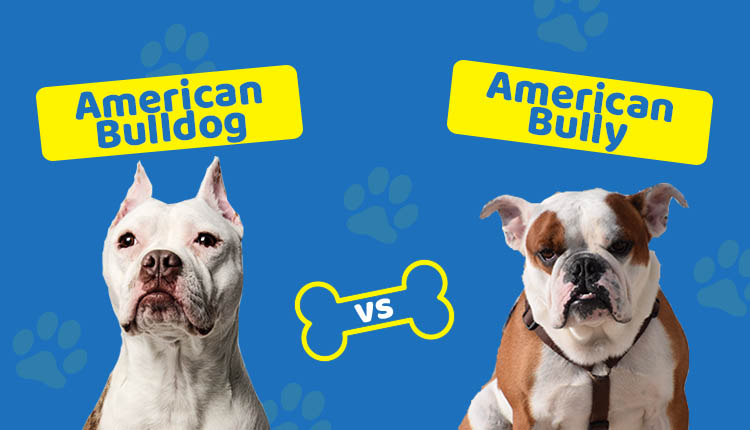 American Bulldog vs American Bully