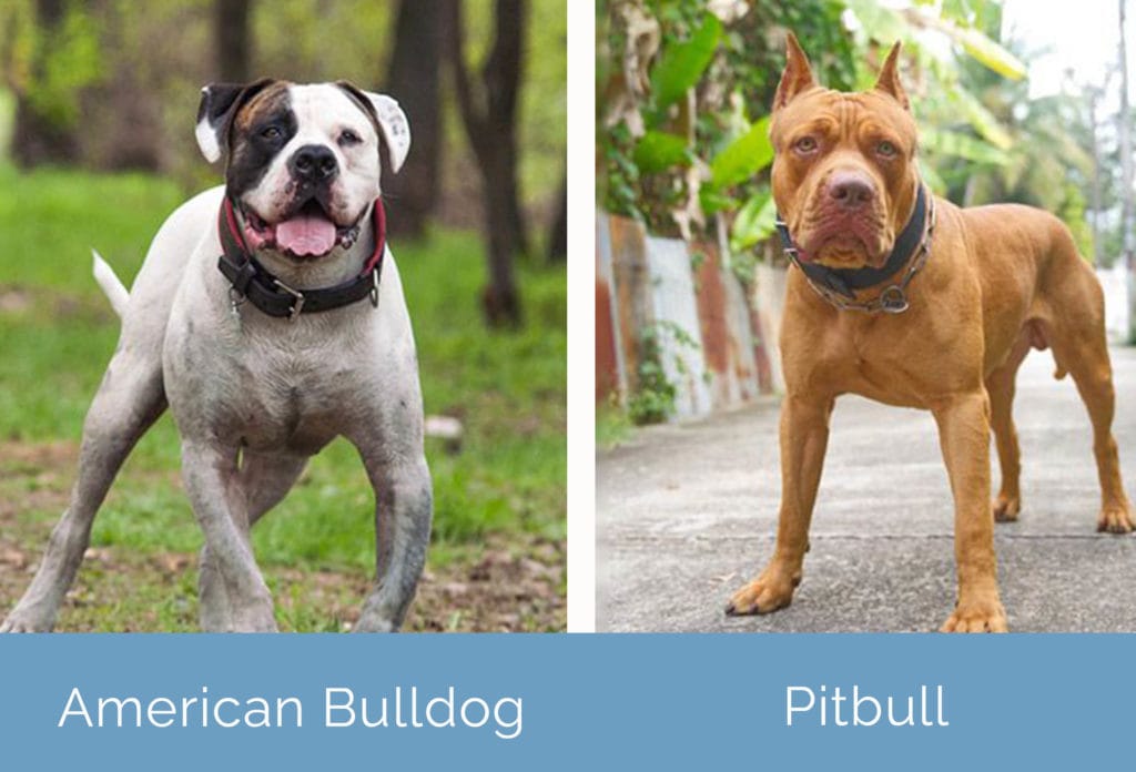 American Bully vs American Bulldog: What Are The Differences