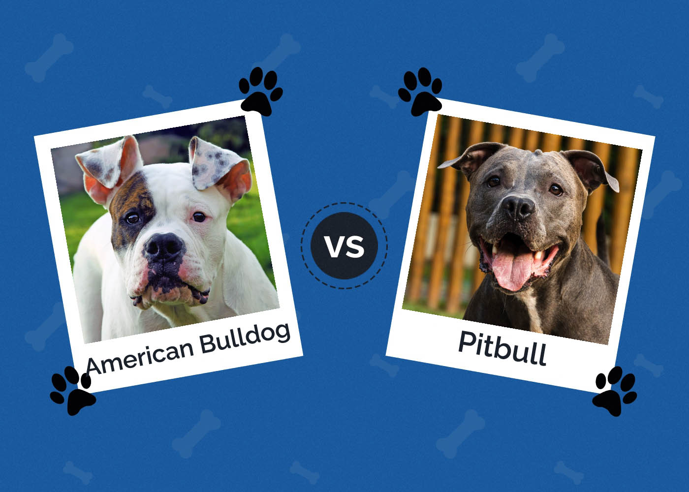 American Bulldog vs Pitbull
