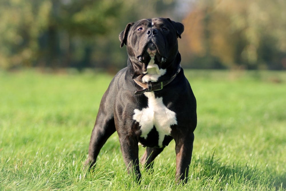 American bully dog - characteristic, appearance and pictures