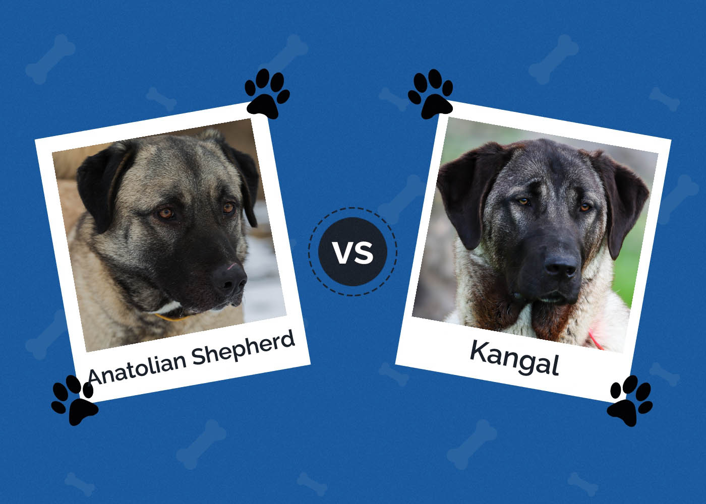 Anatolian Shepherd vs Kangal