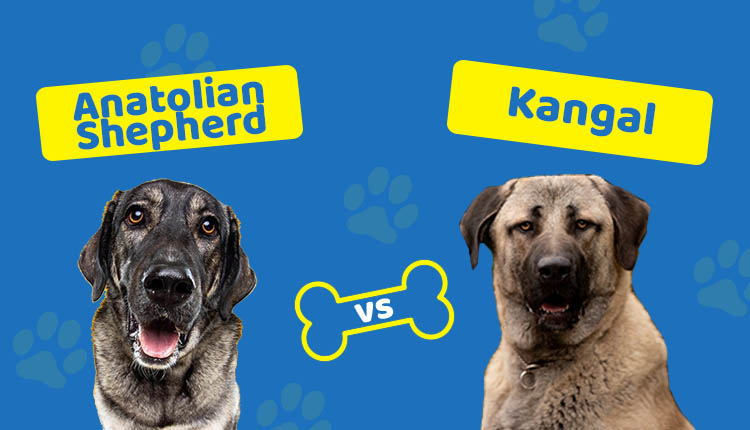 Anatolian Shepherd vs Kangal