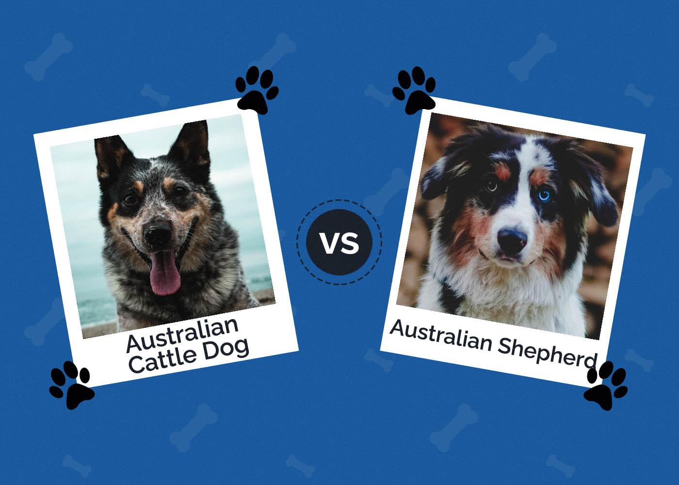 Australian Cattle Dog vs Australian Shepherd