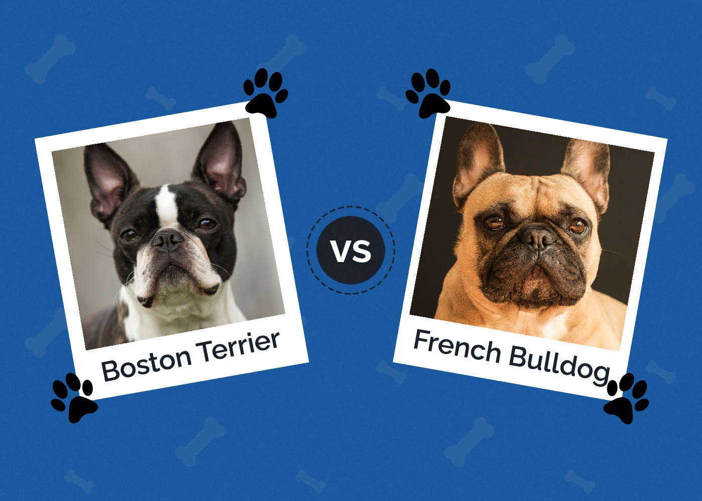 Boston Terrier vs French Bulldog