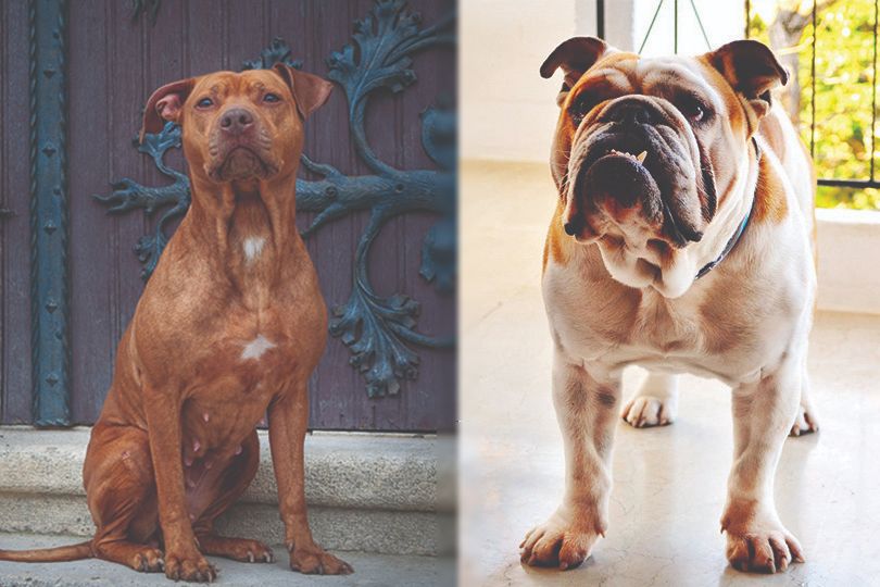 Migration terrorist varm English Bulldog & Pitbull Mix: Info, Pictures, Facts, Traits | Hepper