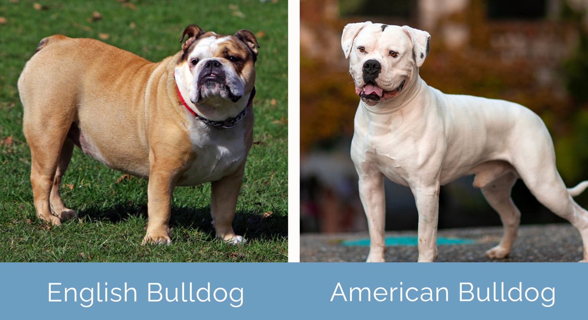 English Bulldog vs American Bulldog The Differences (With Pictures