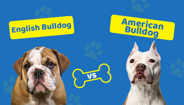 English Bulldog vs American Bulldog