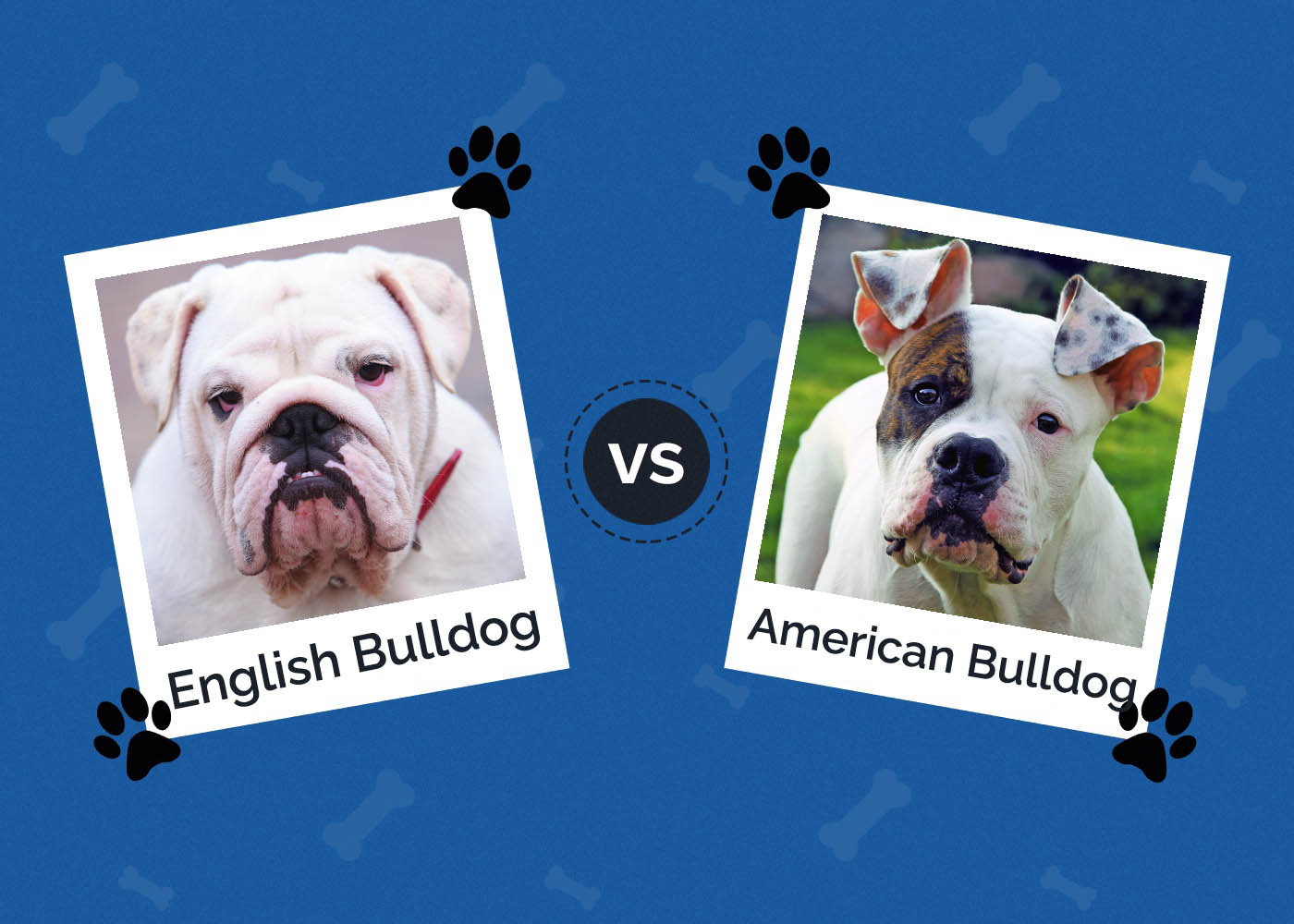 English vs American Bulldog