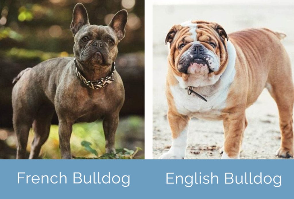 French Bulldog vs English Bulldog The Differences (With Pictures) Hepper