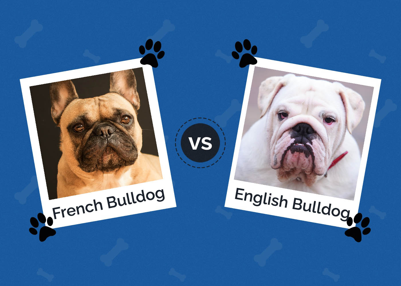 French Bulldog vs English Bulldog