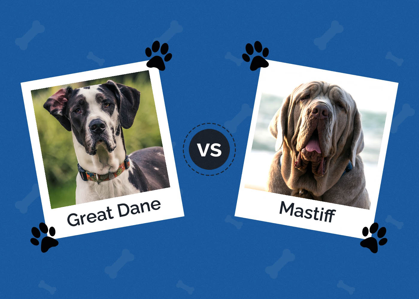 Great Dane vs Mastiff