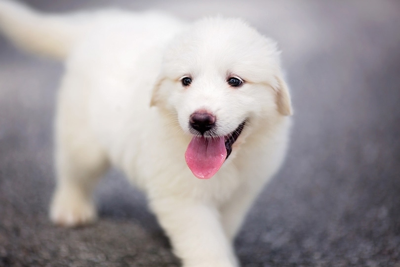 Dogs That Look Like Polar Bears